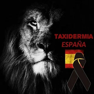 Taxidermia España